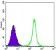 SIRT1 Primary Antibody MP30086 [M1F3]