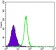 HK2 Primary Antibody MP30088 [M3D3]