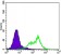 RICTOR Primary Antibody MP30090 [M7B3]
