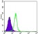 SMAD4 Primary Antibody MP30091 [M4G1C6]