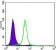 CCNB1 Primary Antibody MP30124 [M5G6]