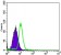 TNFRSF11B Primary Antibody MP30125 [M5G2]