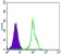 BLK Primary Antibody MP30135 [M1E6]