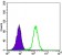STK11 Primary Antibody MP30139 [M4H12]