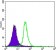 SMAD5 Primary Antibody MP30150  [M3H9]