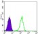 NR3C1 Primary Antibody MP30158 [M6E6]