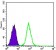 GYS1 Primary Antibody MP30159 [M3A7]