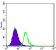 ABCG2 Primary Antibody MP30216 [M3G8]