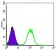 MAP3K5 Primary Antibody MP30225 [M2E4]