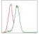CYP3A4 Primary Antibody MP30346 [M3H8]