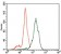 ID2 Primary Antibody MP30450A [M4E12G5]