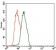 C17ORF53 Primary Antibody MP30461P  [M7A3A9]