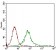 CAMK2G Primary Antibody MP30624 [M8G10C1]
