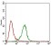 PDK2 Primary Antibody MP30655 [M3F2C4]