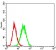 CD36 Primary Antibody MP30683 [M5B6B2]