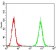 PDGFRA Primary Antibody MP30728 [M8E12F2]