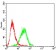 CD6 Primary Antibody MP30746 [M5A10A2]