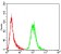 NOX4 Primary Antibody MP30754 [M3H2G11]