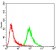 ERCC1 Primary Antibody MP30782 [M1E5B3]