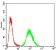 TTR Primary Antibody MP30784 [M2E10C5]