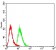 WTAP Primary Antibody MP30788 [M6B6B6]