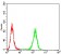 AIM2 Primary Antibody MP30795 [M3C4G11]
