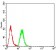 KDM5B Primary Antibody MP30836 [M7H3D7]