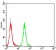 GAD2 Primary Antibody MP30843 [M5D9G12]