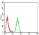 FOXP3 Primary Antibody MP30914 [M4F12A2]