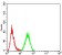 HOXA9 Primary Antibody MP30918 [M1A12C1]