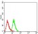 UCP2 Primary Antibody MP30959 [M3F1B9]