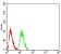 AKT1 Primary Antibody MP30996 [M1F7E10]
