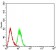 CDH11 Primary Antibody MP30998 [M4E12G10]