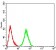 PELP1 Primary Antibody MP31000 [M2D6D11]
