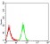 MOB1A Primary Antibody MP31006 [M2D3D11]