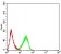 KDM1A Primary Antibody MP31023 [M5B2D5]