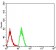 TTF1 Primary Antibody MP31033 [M2F4B12]