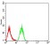 KDM1A Primary Antibody MP31034 [M3F9A3]