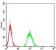 TLR9 Primary Antibody MP31036 [M1B12H2]