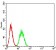 SUZ12 Primary Antibody MP31046 [M2B9G12]