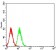 CALB2 Primary Antibody MP31067 [M7F12G9]