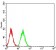 IghA1 Primary Antibody MP31071 [M7D12C5]