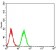 BNIP3 Primary Antibody MP31072 [M6A5F7]