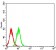 DNTT Primary Antibody MP31075 [M4B10A6]
