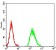 AGR2 Primary Antibody MP31076 [M5G1F8]