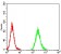 AGR2 Primary Antibody MP31077 [M7H2H7]