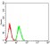 TRIM25 Primary Antibody MP31078 [M5B5B12]