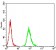 NR1I2 Primary Antibody MP31116 [M1D12G1]