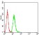 RALB Primary Antibody MP31119 [M8A8A9]