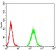 UHRF1 Primary Antibody MP31125 [M1A1B1]